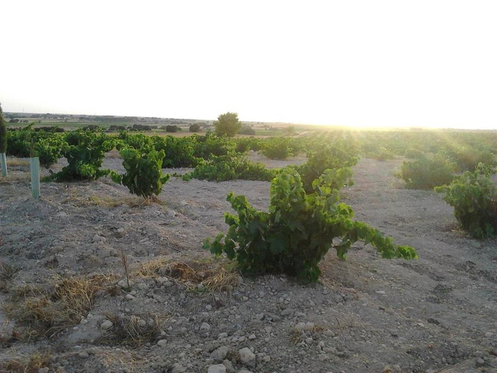 Archivo - Vinyes, vi, camp, agricultors
