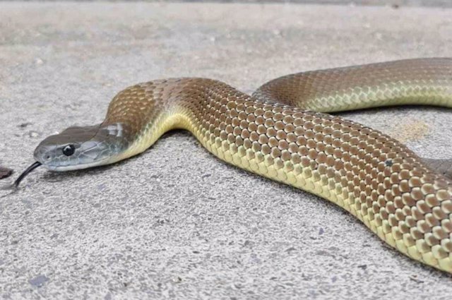 Serpiente tigre (Notechis scutatus)