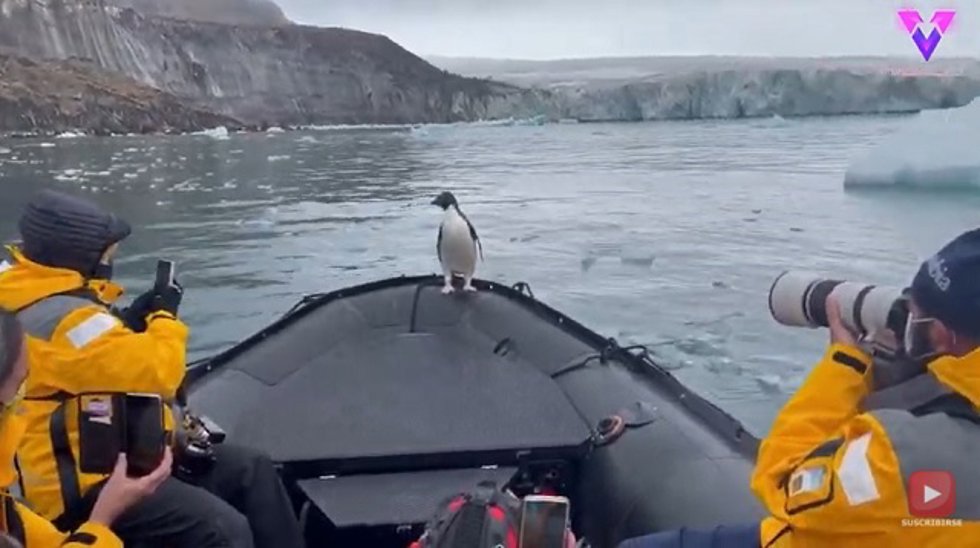 Turistas rescataron a este pingüino de ser atacado por una foca