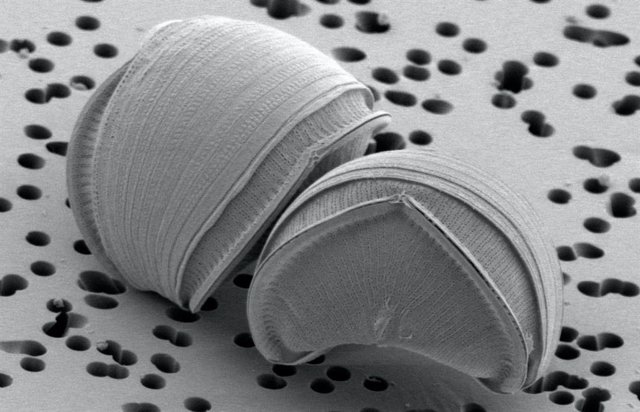 Una de las nuevas especies de diatomeas, Epithemia pelagica, vista bajo un microscopio electrónico de barrido.
