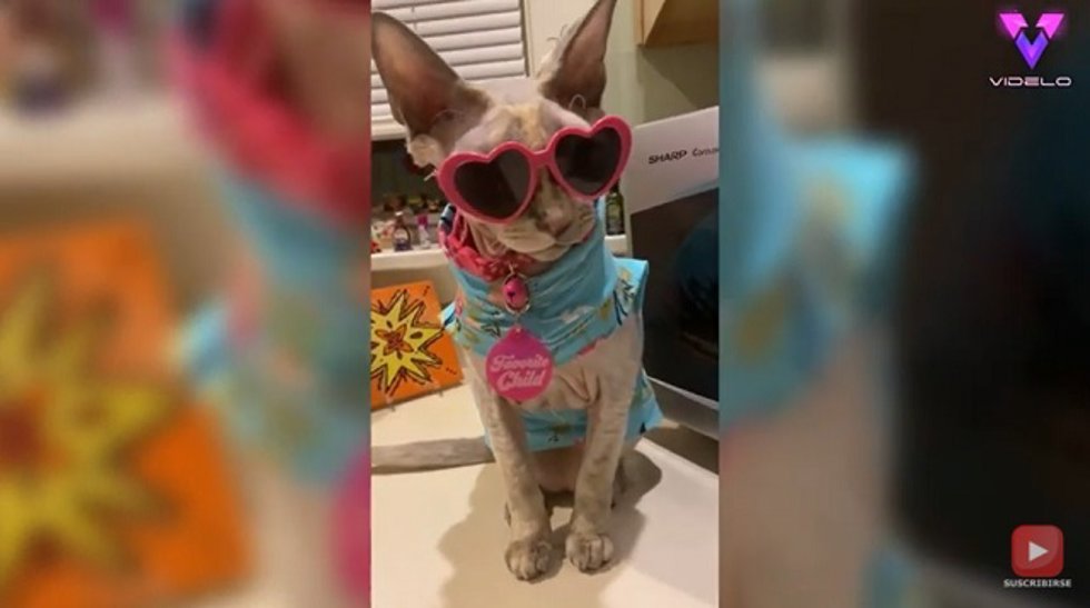 Disfrazó a sus gatos de "drag" por San Valentín