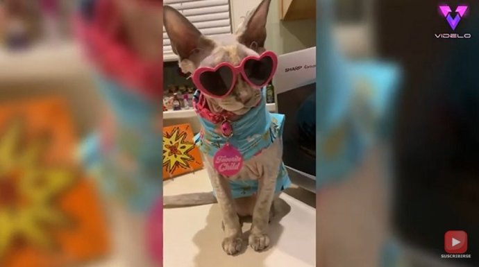 Disfrazó a sus gatos de "drag" por San Valentín