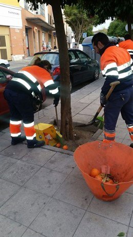 Archivo - Operarios de Lipasam en la recogida de la naranja.