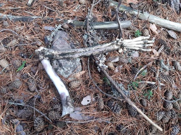 Restos óseos encontrados en la Laguna Negra.