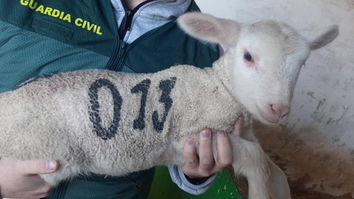 Uno de los corderos robados.