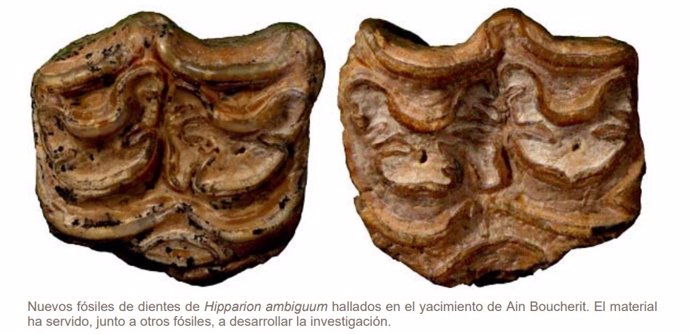 Fósil de Hipparion, un grupo de primitivos caballos que se extinguió de norte a sur.
