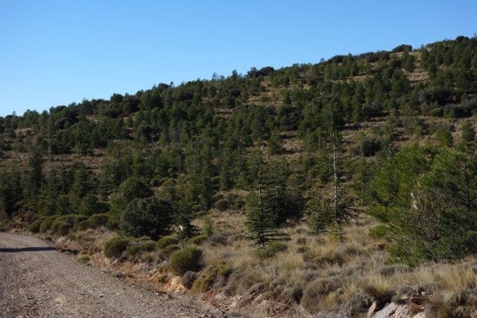 Plantación de cedros del atlas en la Sierra de Gádor (Almería).
