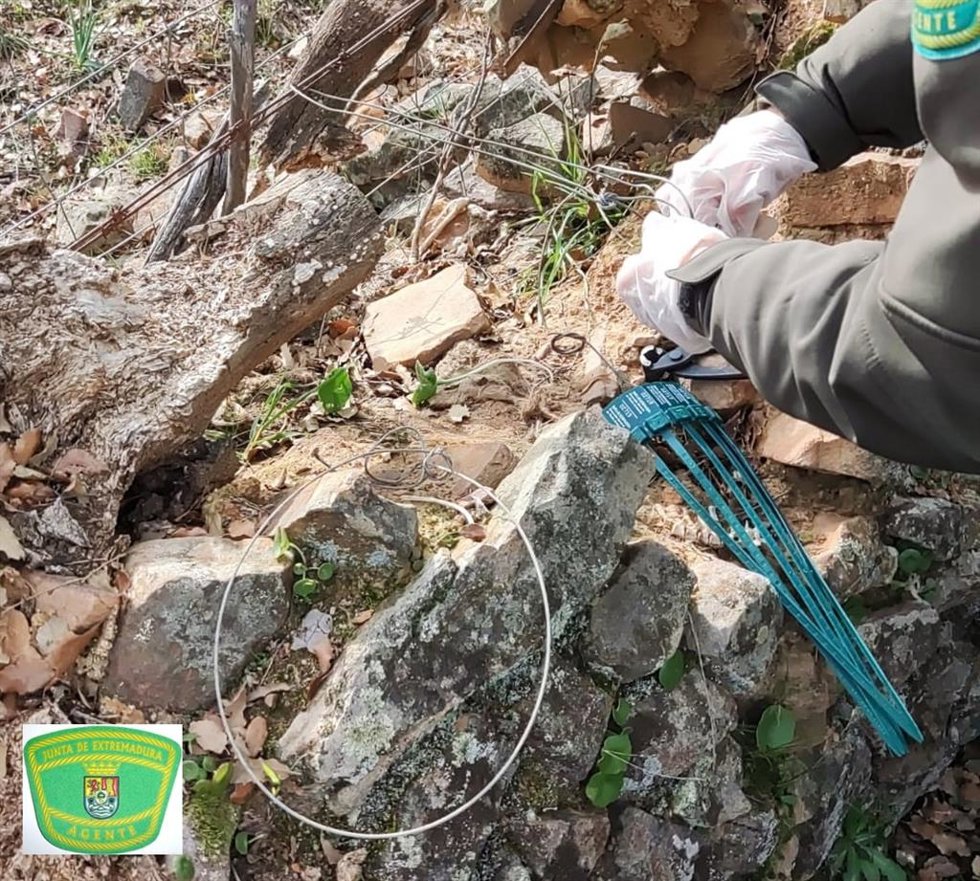 Investigado un vecino de Fuenlabrada de los Montes por dar muerte a animales silvestres protegidos
