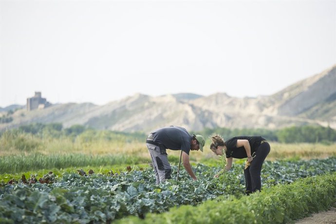 Dos personas trabajan en un cultivo de producción ecológica