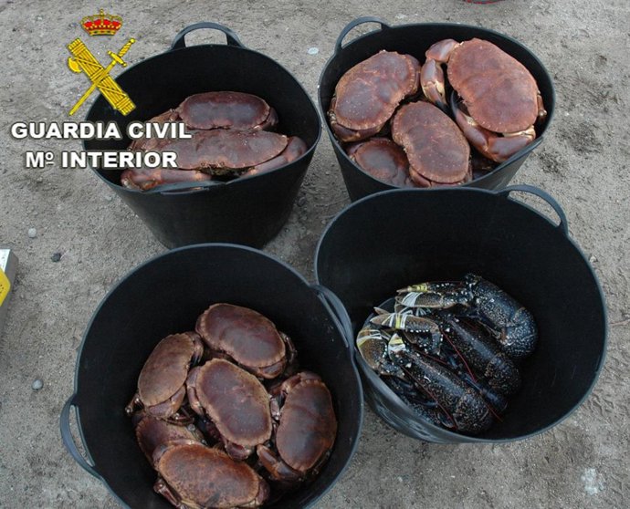 Más de 50 kilos de marisco ilegal intervenidos por la Guardia Civil en O Grove (Pontevedra).