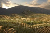 Andalucía solicita al Gobierno una reducción de módulos en el IRPF a actividades agrarias "por subida de costes"