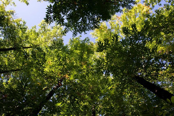 Archivo - Árboles, foto de recurso