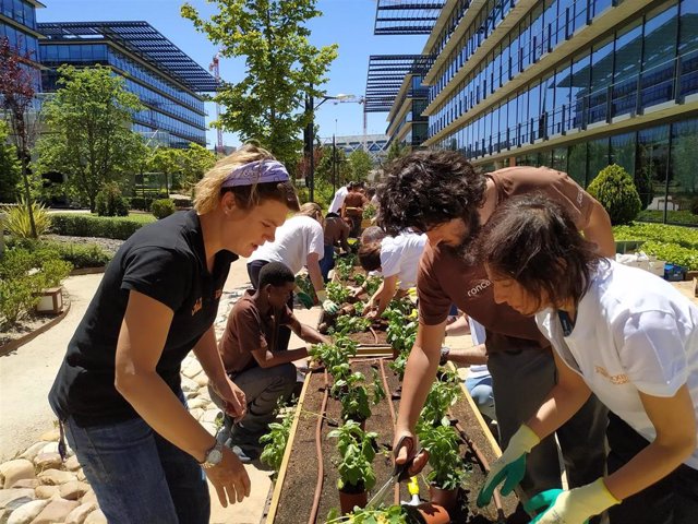 Los huertos urbanos inclusivos de MERLIN Properties y Fundación Juan XXIII producen más de 1,5 toneladas de alimentos ecológicos en un año