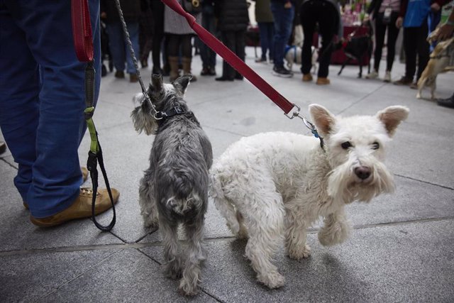 Archivo - Dos perros pasean en el Palacio de Cibeles, a 15 de enero de 2022, en Madrid (España). 