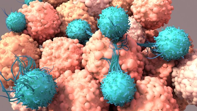 Archivo - Las células T trabajan para combatir el cáncer, la inmunoterapia, la terapia con células T car.
