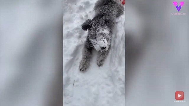 A este perro le encanta llenarse la cara de nieve