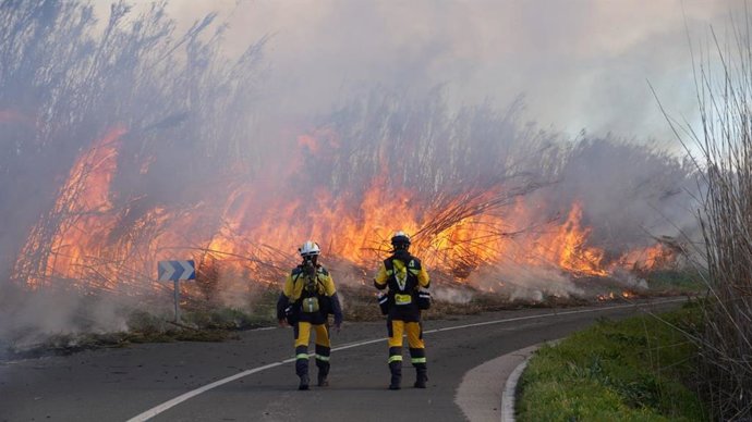 El Parque Natural de s'Albufera inicia un proyecto de restauración de bosque de ribera.