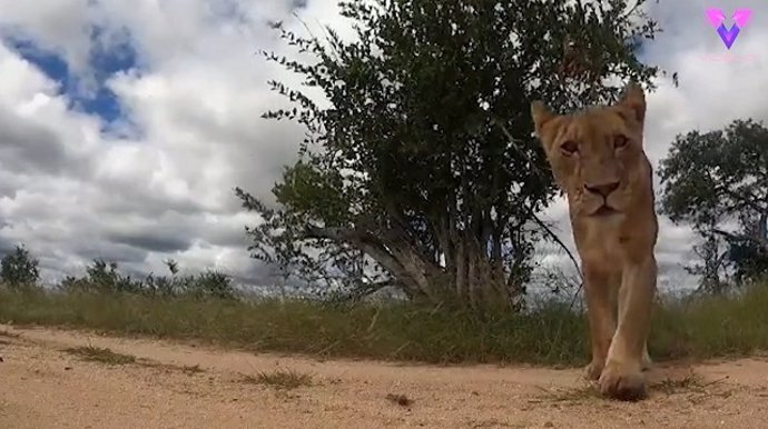 Este vídeo captó a una leona robando la cámara que habían escondido