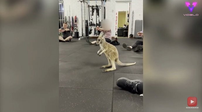 Este canguro se coló en un gimnasio en Australia