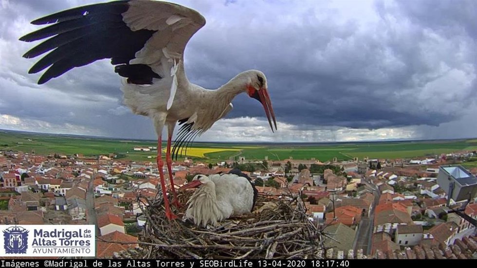 Imagen de la videocámara para cigüeñas en Madrigal de Las Altas Torres.