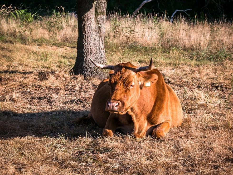 Una vaca en una explotación extremeña.
