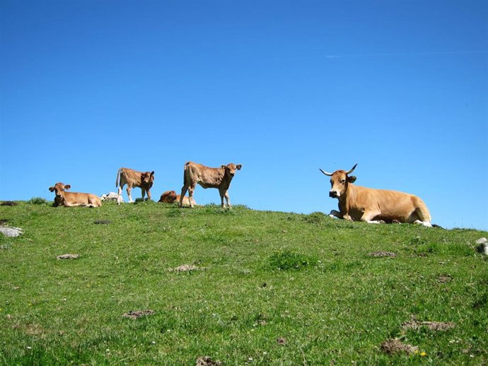Archivo - Ganado En Picos De Europa
