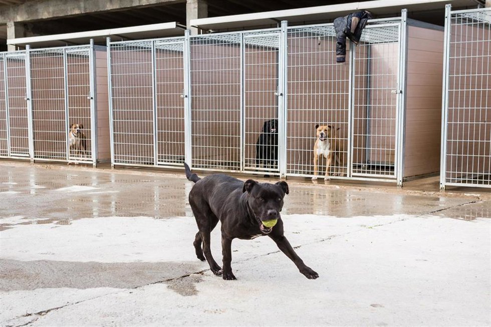 Archivo - La DPZ dio en adopción a 207 mascotas a lo largo de 2021
