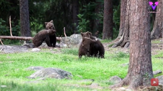 Pelea de oseznos en un parque en Finlandia