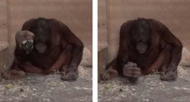 Loui (el orangután macho juvenil) usando el núcleo como elemento activo para golpear verticalmente el piso de concreto de la sala de pruebas durante la condición de Flake Trading del Experimento 2.