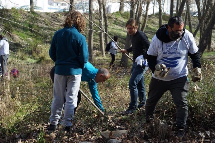 Vecinos participan en una reforestación en los márgenes del río Genil en Cenes de la Vega (Granada).