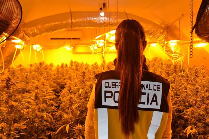 Cultivo indoor de Marihuana en Magán