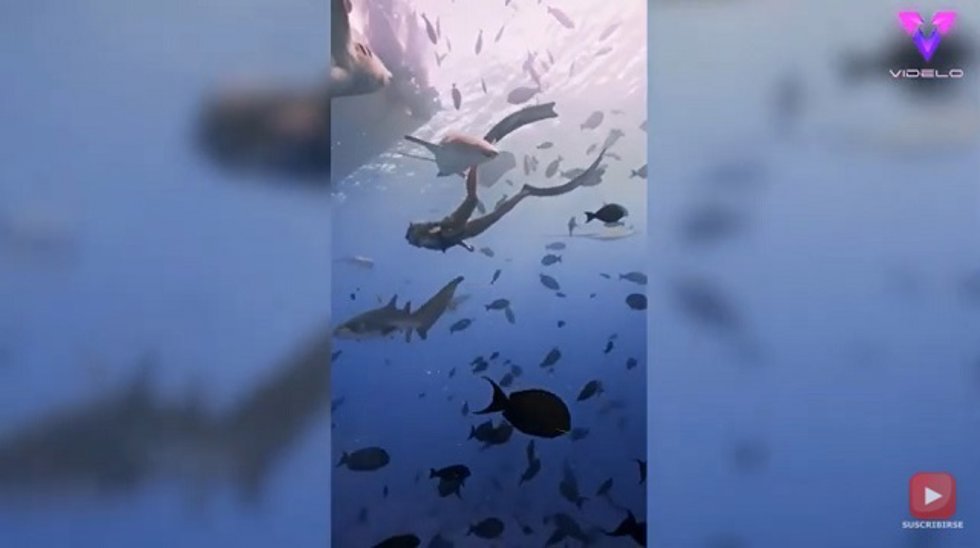 ¿Te Atreverías A Nadar Entre Tiburones? Este Fotógrafo Lo Hizo