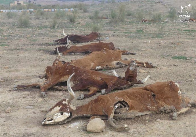 Vacas muertas en Belmez (Córdoba)