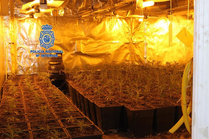 Imatge de la plantació en un pis de Vilafranca del Peneds (Barcelona)