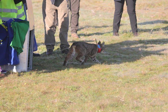 Archivo - La liberación de un lince en una imagen de archivo.