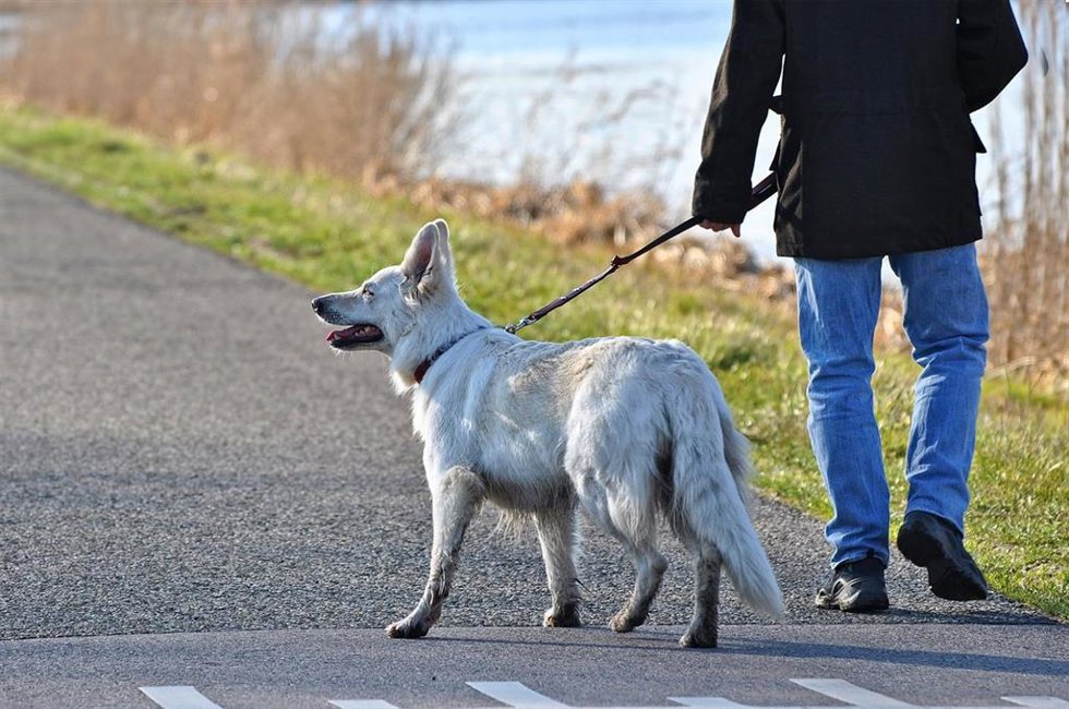 Archivo - Una persona pasea a un perro