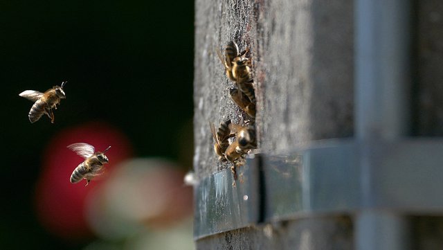 Las colonias de abejas también utilizan postes de electricidad huecos como nidos (aquí una foto de Bélgica).