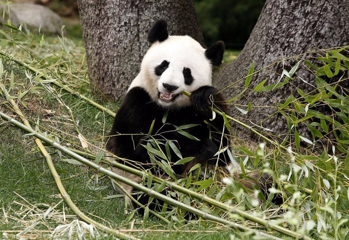 Archivo - Un oso panda en el zoo de Madrid