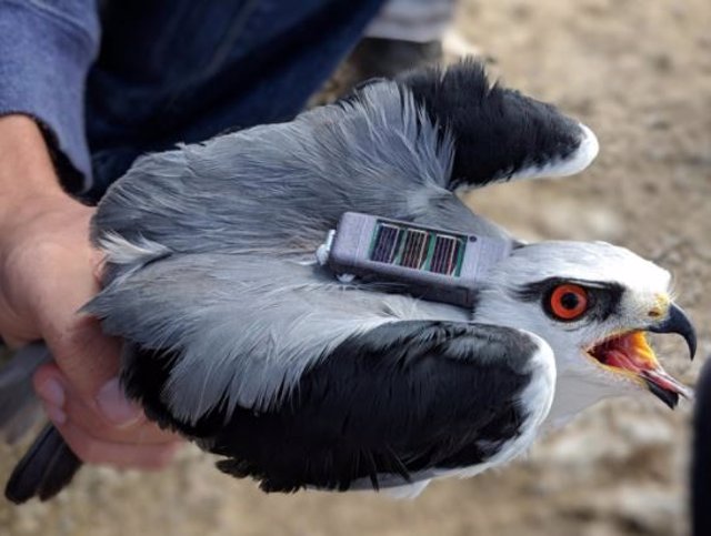 Los milanos de alas negras (Elanus caeruleus) son pequeñas rapaces (aves rapaces) con gran éxito de caza que se alimentan de pequeños animales como topillos, como se muestra en la foto.