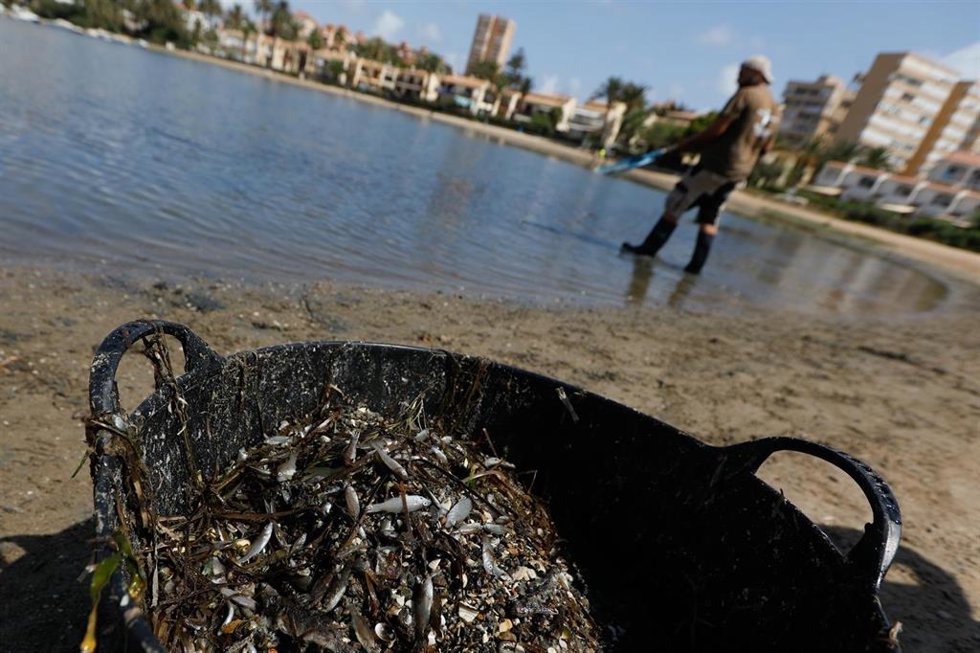 Archivo - Peces muertos en el Mar Menor
