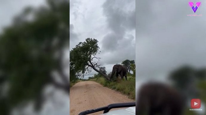 Turistas se encuentran con un enorme elefante en su camino