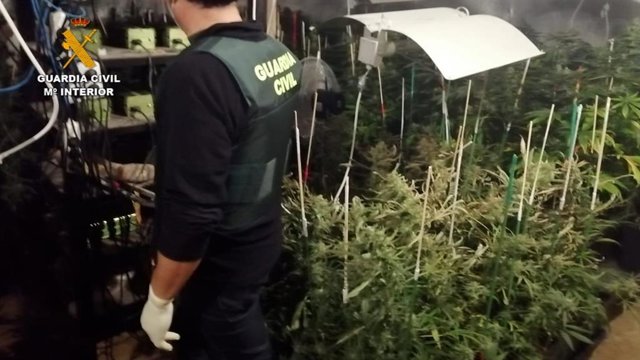 Descubierta la plantación de marihuana indoor más grande de la provincia de Palencia.
