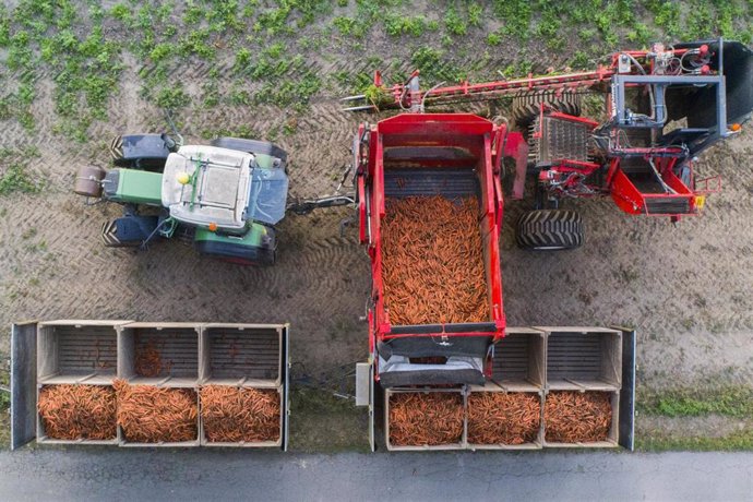 Archivo - 02 September 2020, Algermissen: An aerial view shows a farmer harvesting organic carrots on a field in the district of Hildesheim. Photo: Julian Stratenschulte/dpa