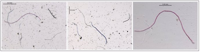 Imagen de microfibras de plástico detectadas en el océano Asutral en un estudio de la Universidad Nacional de Córdoba (Argentina) y el Institut de Cincies del Mar de Barcelona (ICM-CSIC)