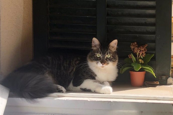 Archivo - Un gato doméstico, descansando en el alféizar de una ventana.