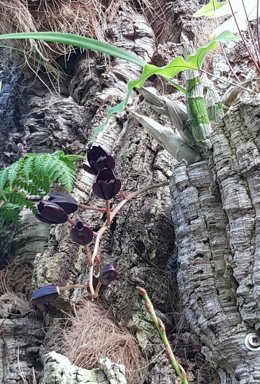 Florece en el Parque Botánico-Orquidario de Estepona una especie única por el color negro de sus flores