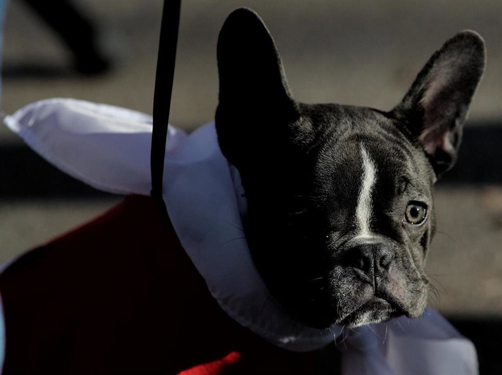 Archivo - Uno de los perros que ha participado en la Carrera Sanperrestre 2019, organizada por la protectora 'El Refugio', que pide la reforma del Código Penal para endurecer las penas por delitos de maltrato de animales, en Madrid (España), a 30 de dic