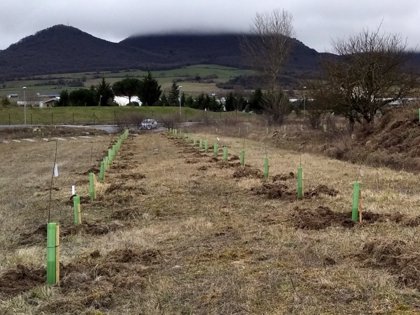 Vitoria-Gasteiz planta 36 árboles frutales autóctonos en Jundiz para  mejorar las zonas verdes de Mendebaldea