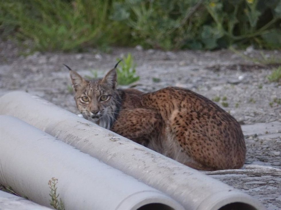Archivo - Lince ibérico
