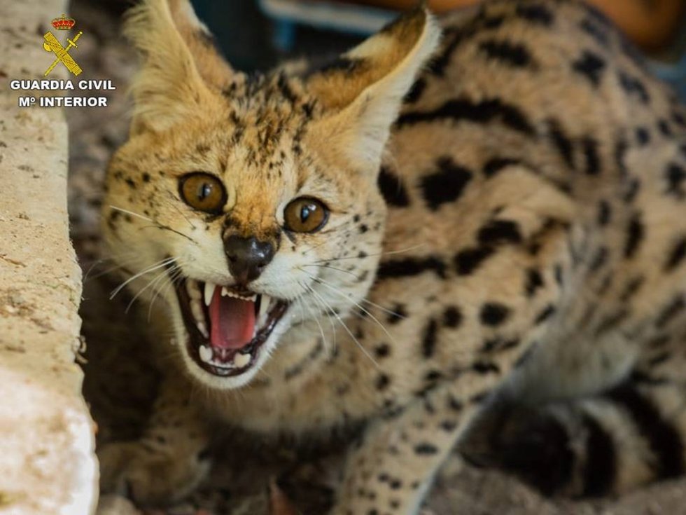 Serval africano hallado por la Guardia Civil en una parcela de Polop